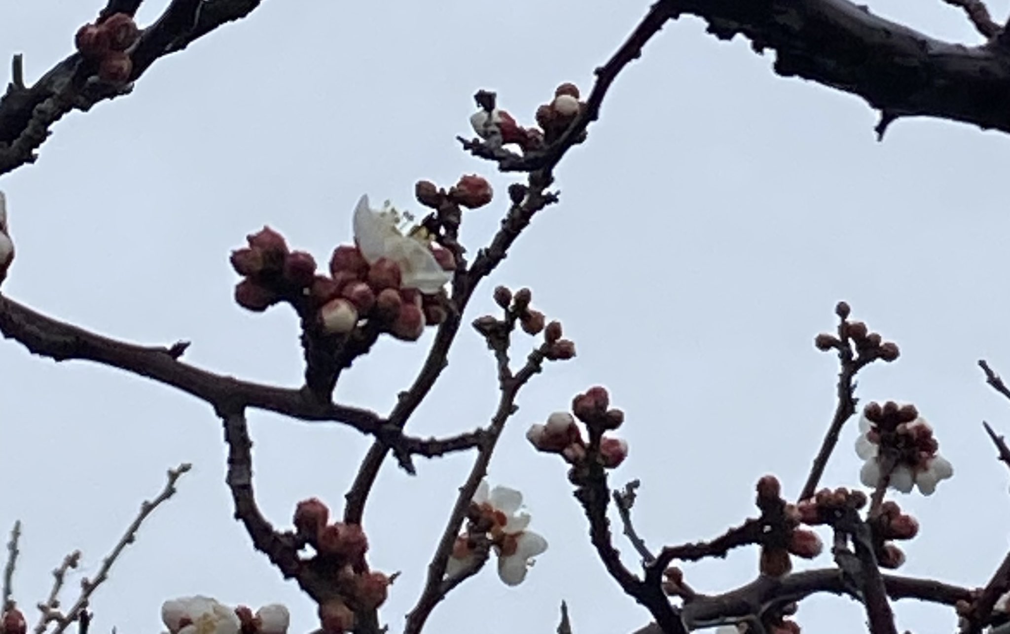 「梅の花