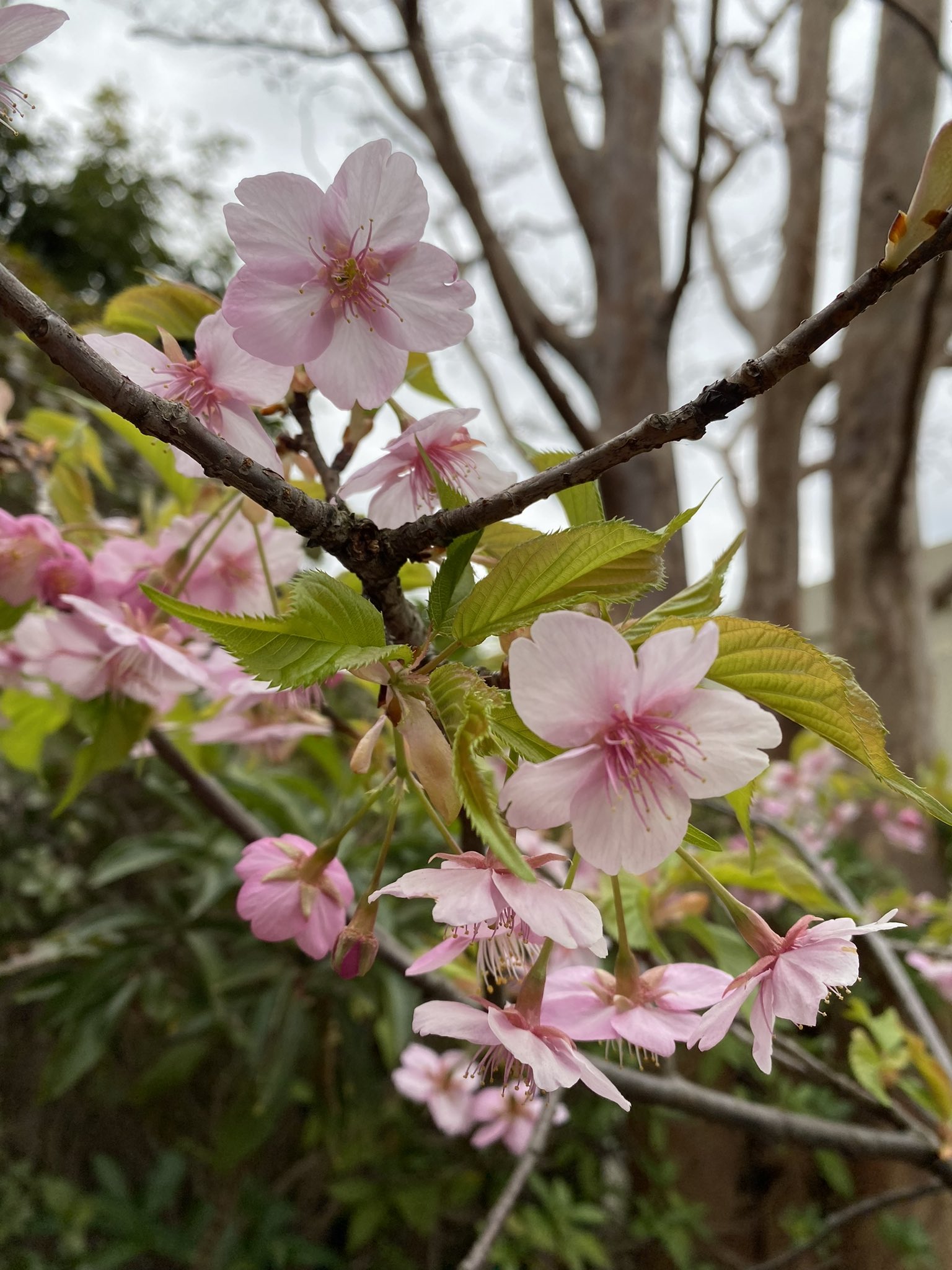 桜🌸今年一番！